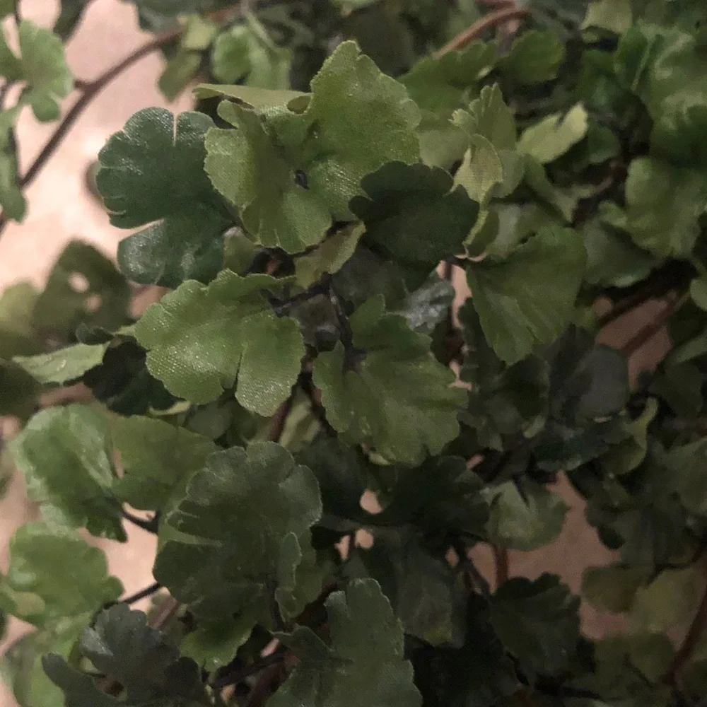 Trailing green plant